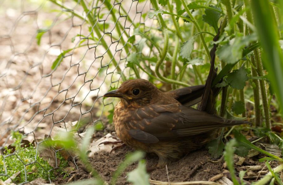 2021 – 2022 Ronde 2 – deelronde 1 Laura van Vessem