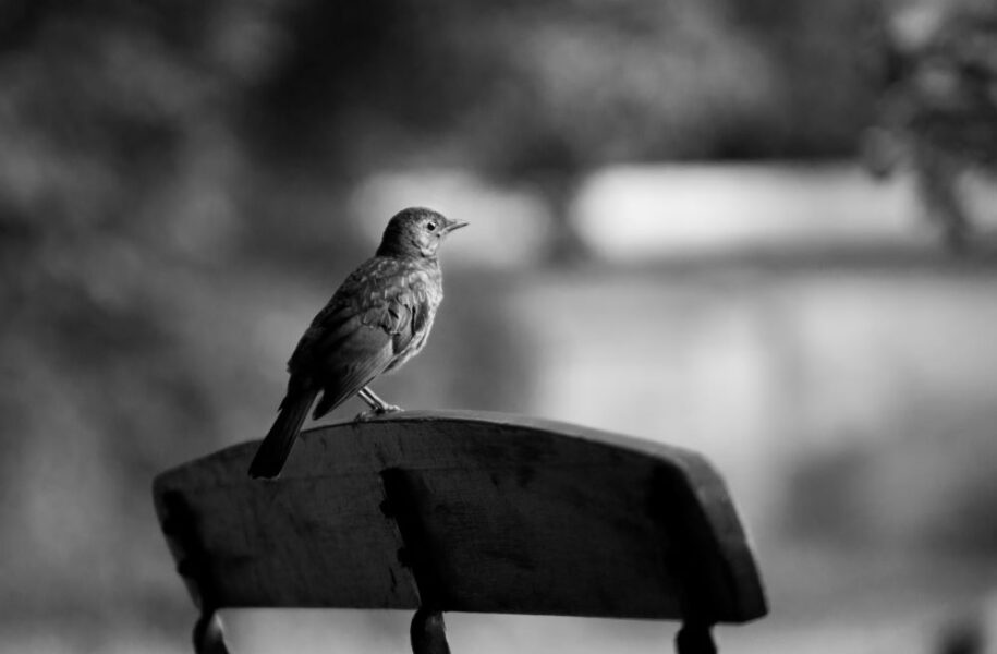 2021 – 2022 Ronde 2 – deelronde 1 Lotte Vossen